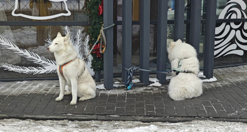    Первый городской канал Калининград