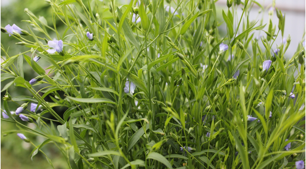 "Аптечный" лён на грядке. Отзыв №3.