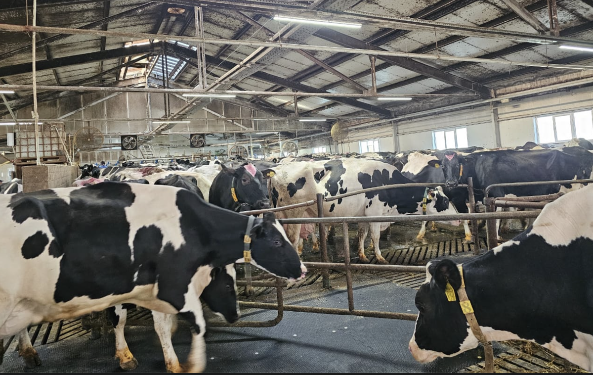 Коровы на молочной ферме