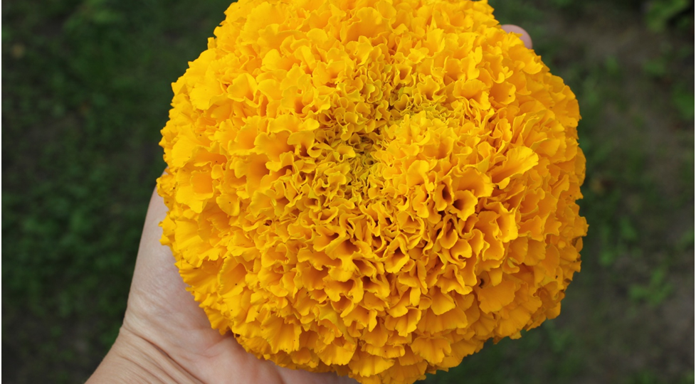 "Бархатные "новинки"" 2025 года. Отзыв №4.