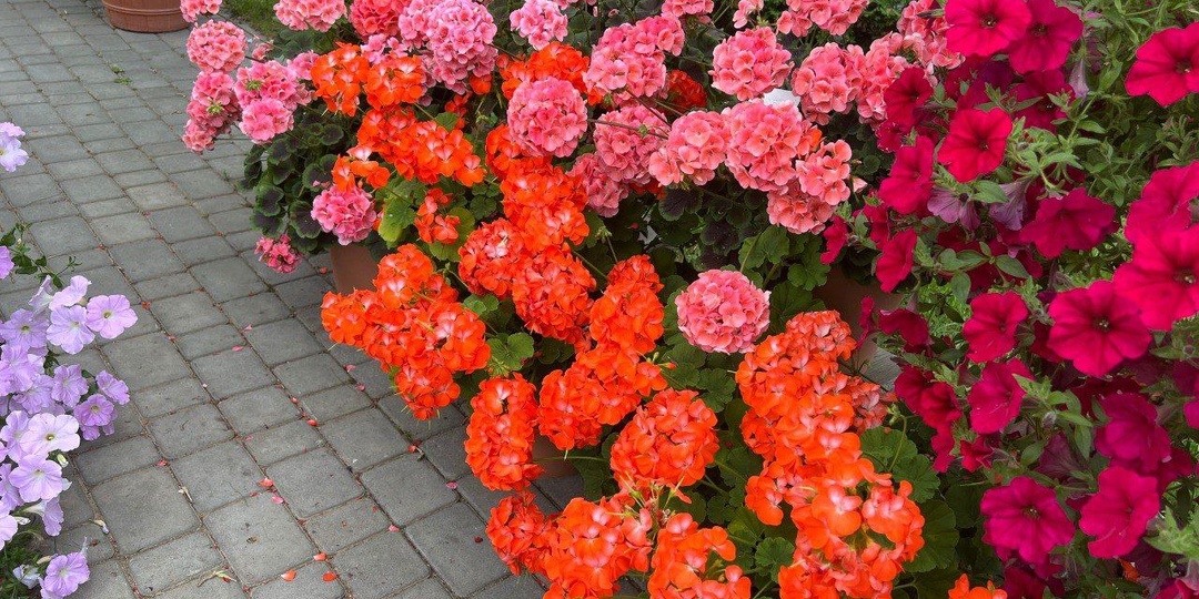 Роскошный дует ПЕЛАРГОНИИ серии РЕЙН с ПЕТУНИЕЙ