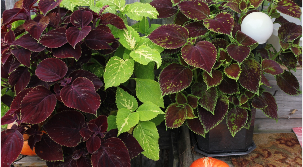 Колеусы. Отзыв №5.