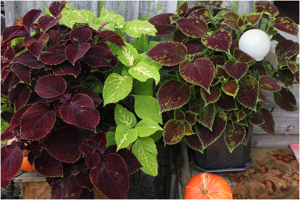 Личное фото автора.