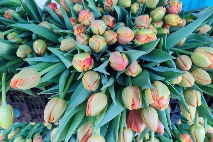    Фото: Комитет по агропромышленному и рыбохозяйственному комплексу Ленинградской области