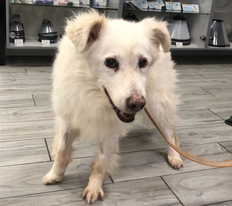 Белка готовится к операции