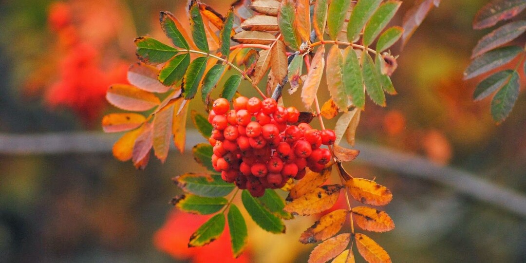 Слова отца в порыве обиды