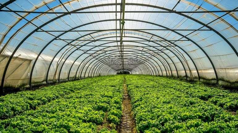    techhorticulture.com Редакция