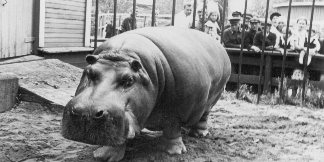 Как сотрудники спасали бегемотиху в блокадном Ленинграде, нося ей 3 тонны воды каждый день