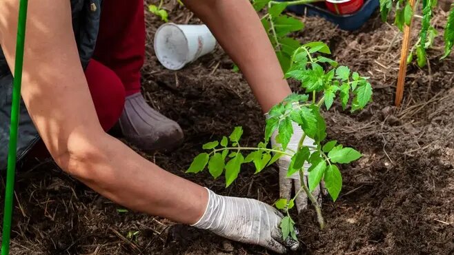 Фото: istockphoto.com/Ilmar Idiyatullin