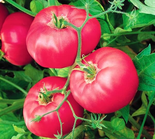 Удивительные великаны на грядке: обзор 7 лучших высокорослых томатов с крупными плодами