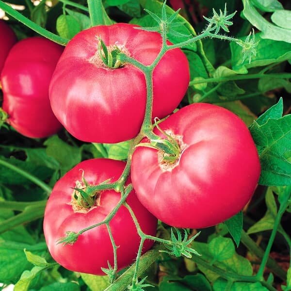 Томат Микадо – классика, проверенная временем