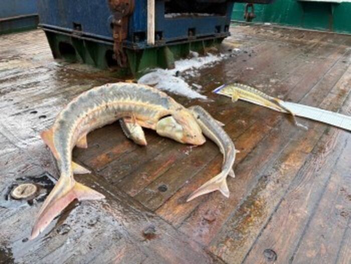 Иллюстрация: Пресс-служба АзНИИРХ