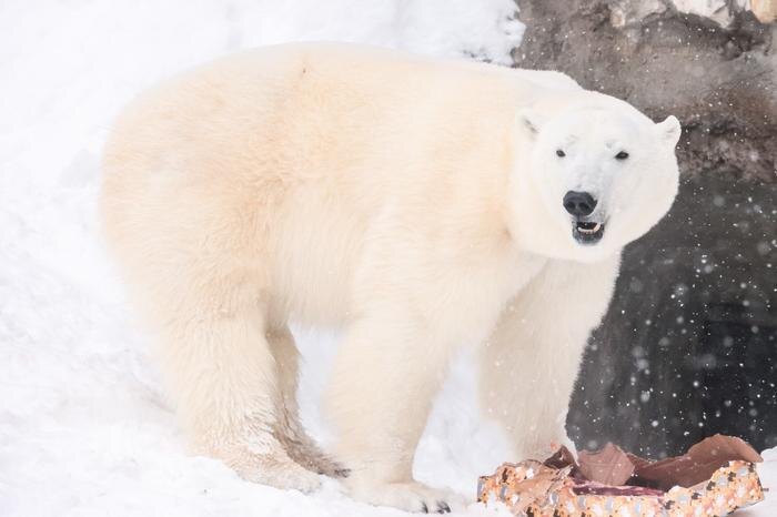 Обложка © ТАСС / Михаил Метцель