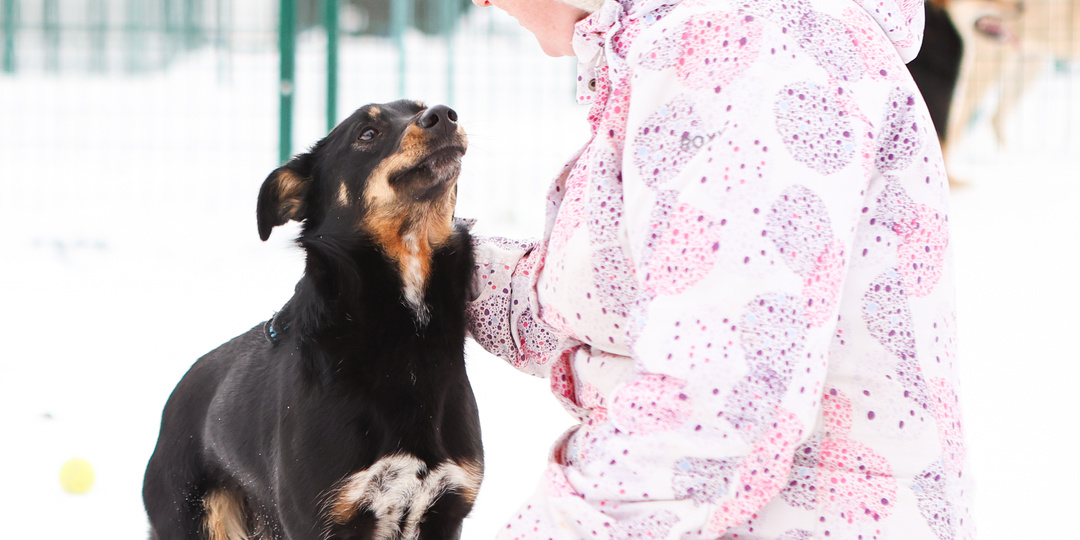 Нам очень сложно с этой собакой. Ни нашим ни вашим
