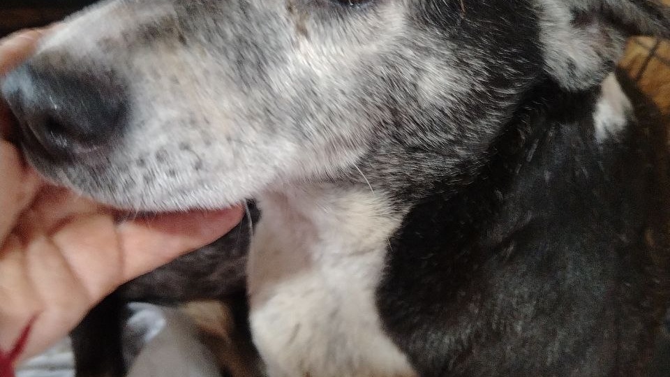 Заботы приюта 🙏