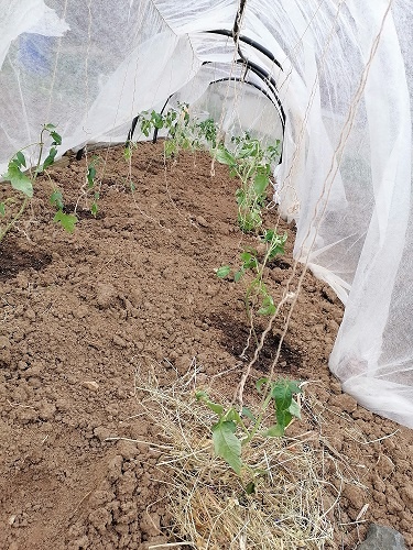 Чахлые томаты.