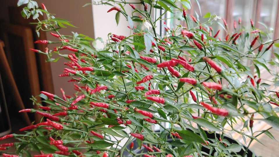 Пришла пора посева перца на рассаду, а значит и муки выбора сортов