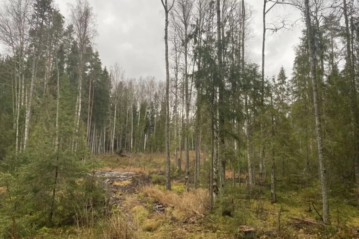    В Осташковском округе вырубили деревья на 12 млн рублей