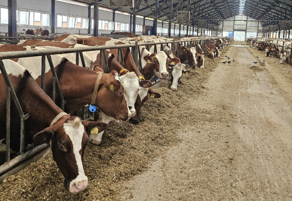 Молочная ферма