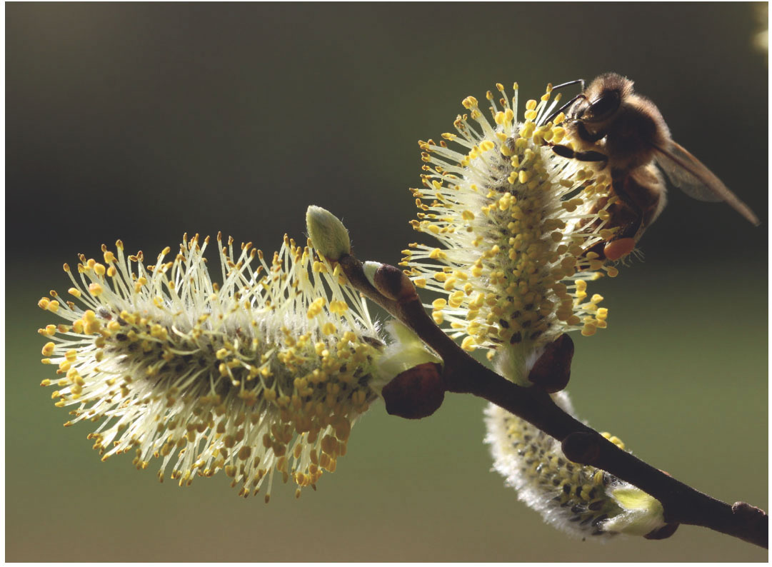  Пчела на серёжках вербы