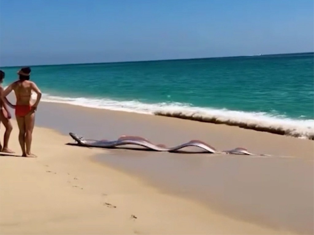    Фото © Instagram (признан экстремистской организацией и запрещён на территории Российской Федерации) / weloveanimals_newsner, monicaandco_