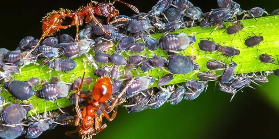 Извожу муравьев весной за 13-15 минут. 4 копеечных метода из деревни, которые четко работают