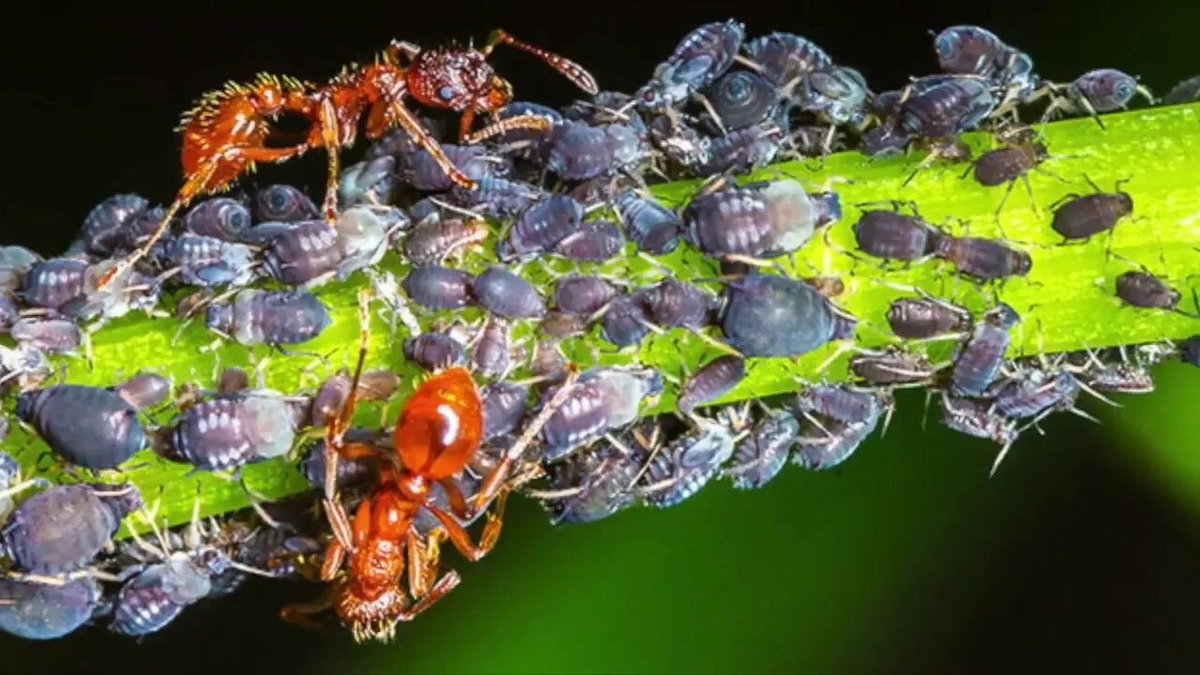 Тля и муравьи