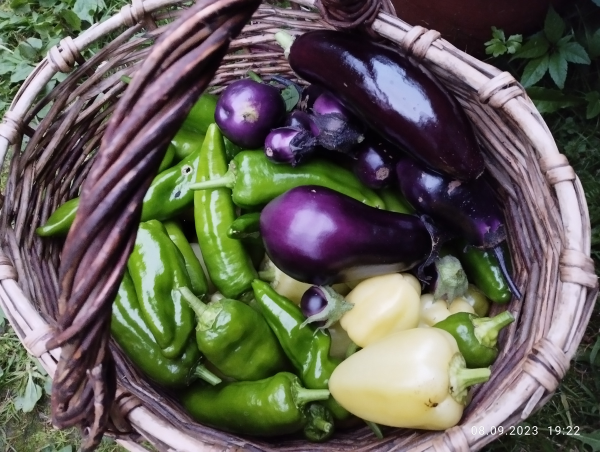 Урожай баклажан и перцев в 2023 