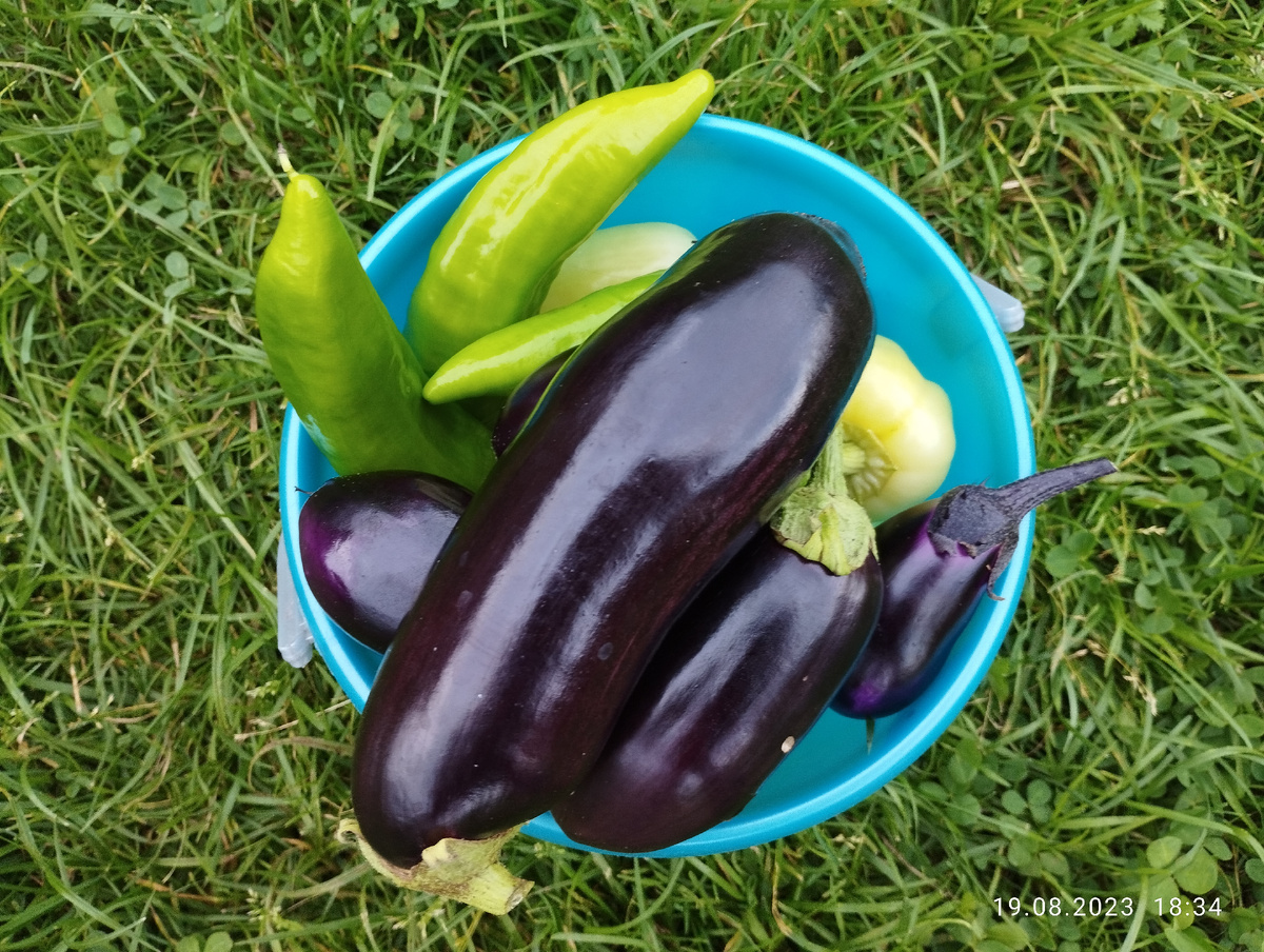 Урожай баклажан и перцев в 2023 