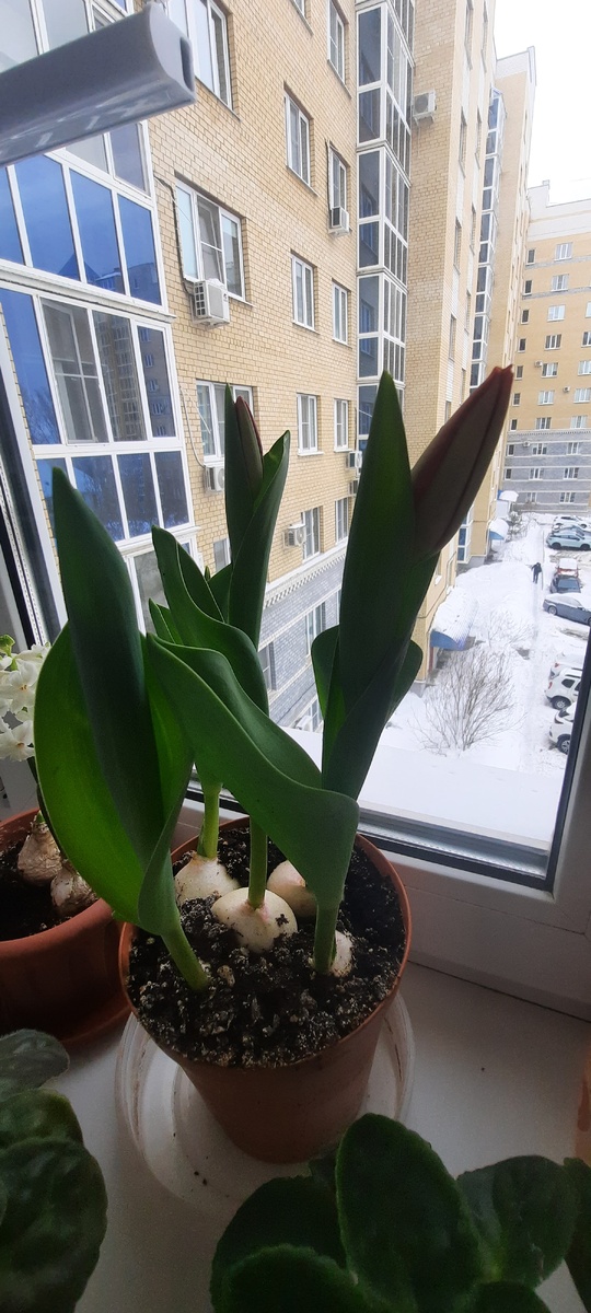 Слишком торопятся распуститься, пришлось наказать их и поставить в холодильник до 7 марта  