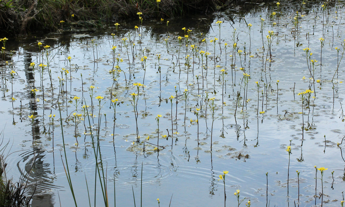 Популяөия растений в водоеме. Philip Bouchard