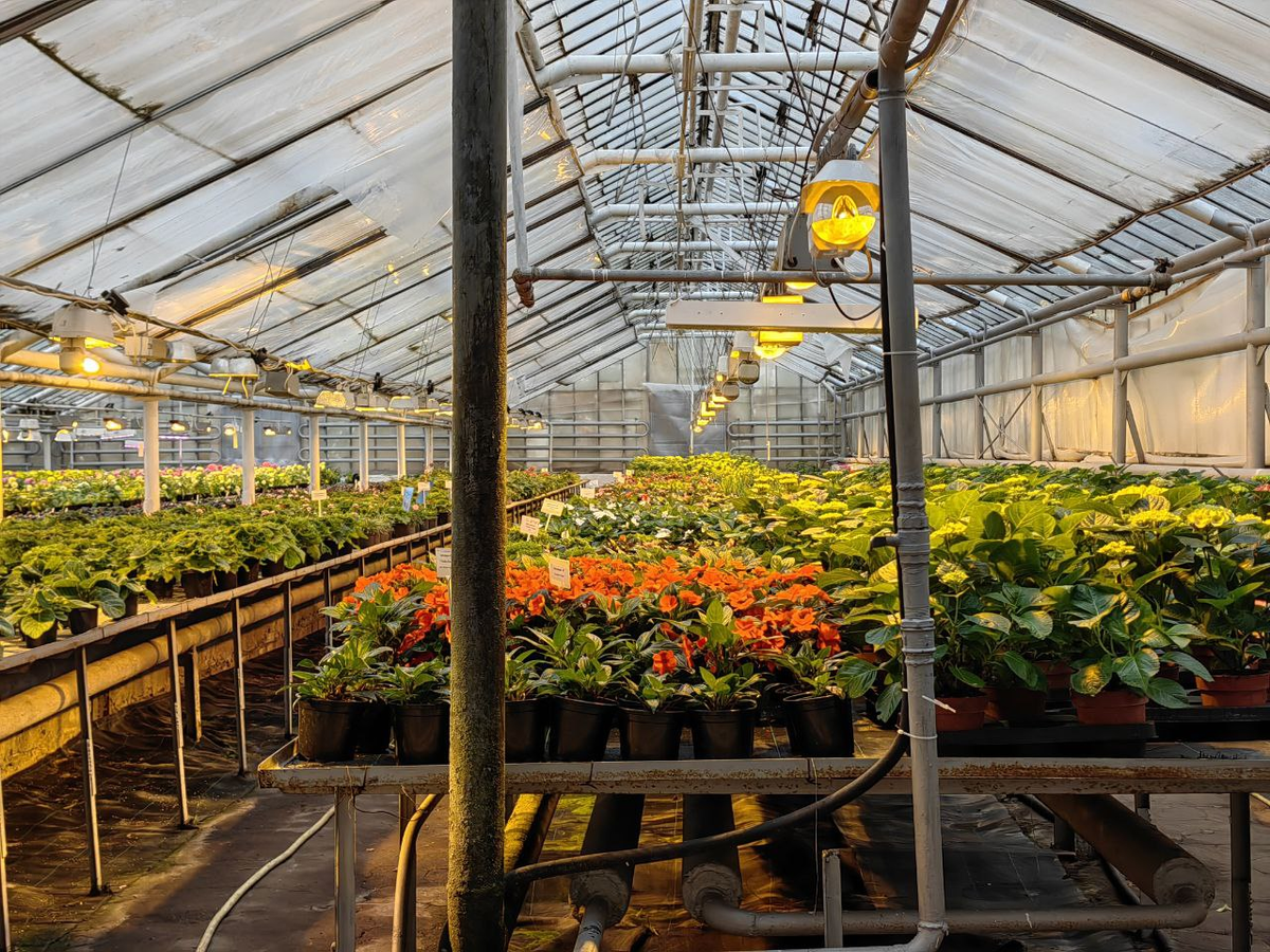 Сюда вход запрещен, но  я 1 фото сделала. Выращивают цветы под лампами.