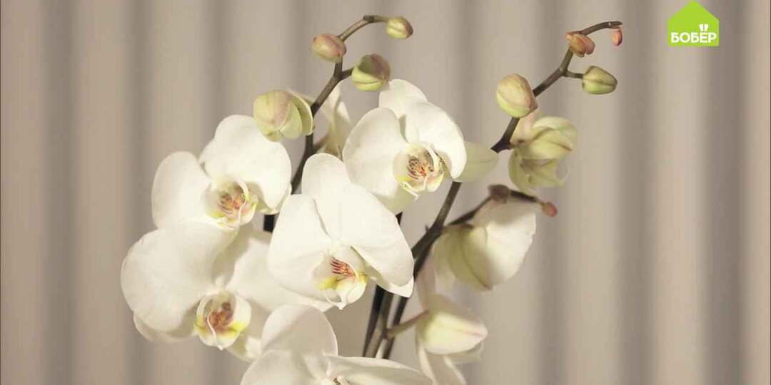 Орхидея: как правильно выбрать, ухаживать и пересадить
