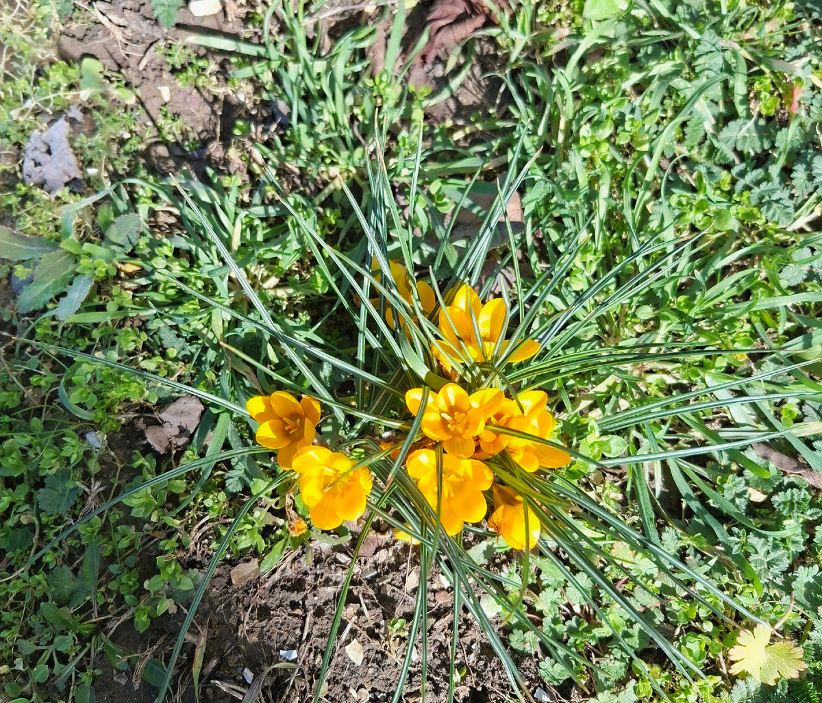 Это крокусы - рядом с домом, уже распустились