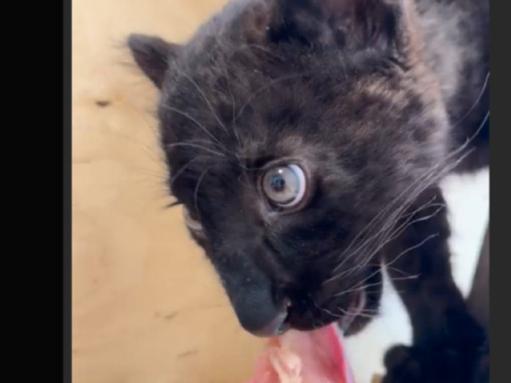     Белгородцам показали кормление черной пантеры из зоопарка с рук, фото: скриншот видео со страницы vk.com/belzoo31?z=clip-122906022_456240634