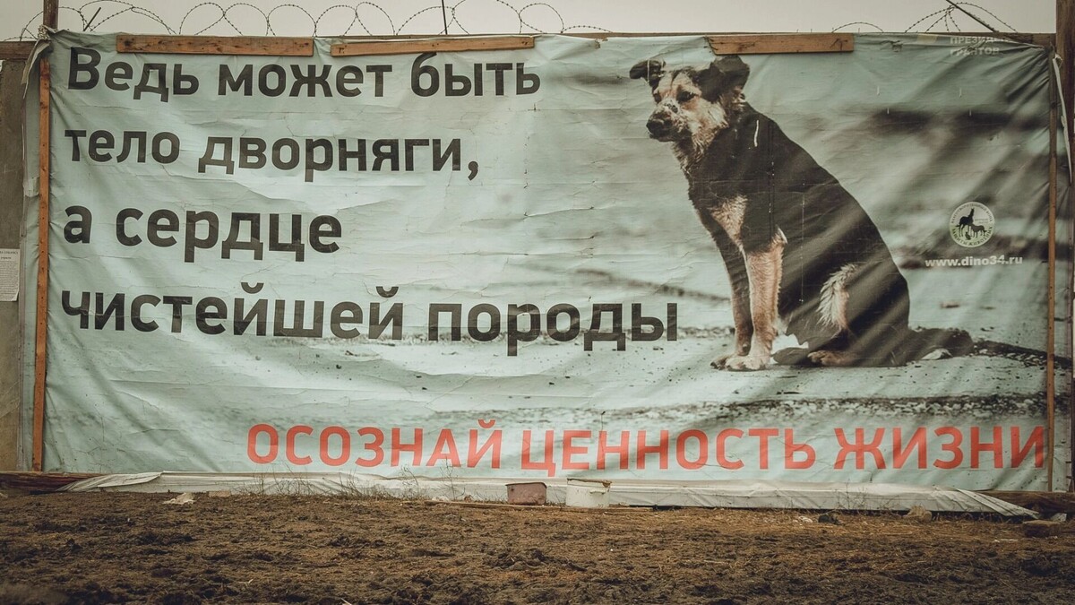    «Сырые обвинения»: глава «Ковчега» раскритиковала иск об усыплении на Ставрополье   1MI