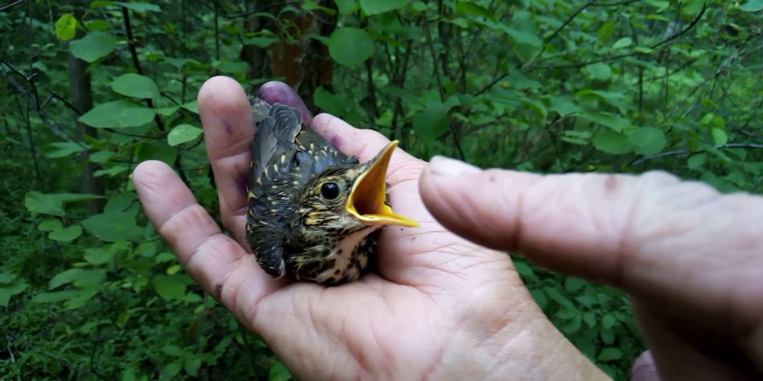 Диких животных нельзя брать в руки, иначе умрут от стресса. А что можно? Памятка на тёплый сезон