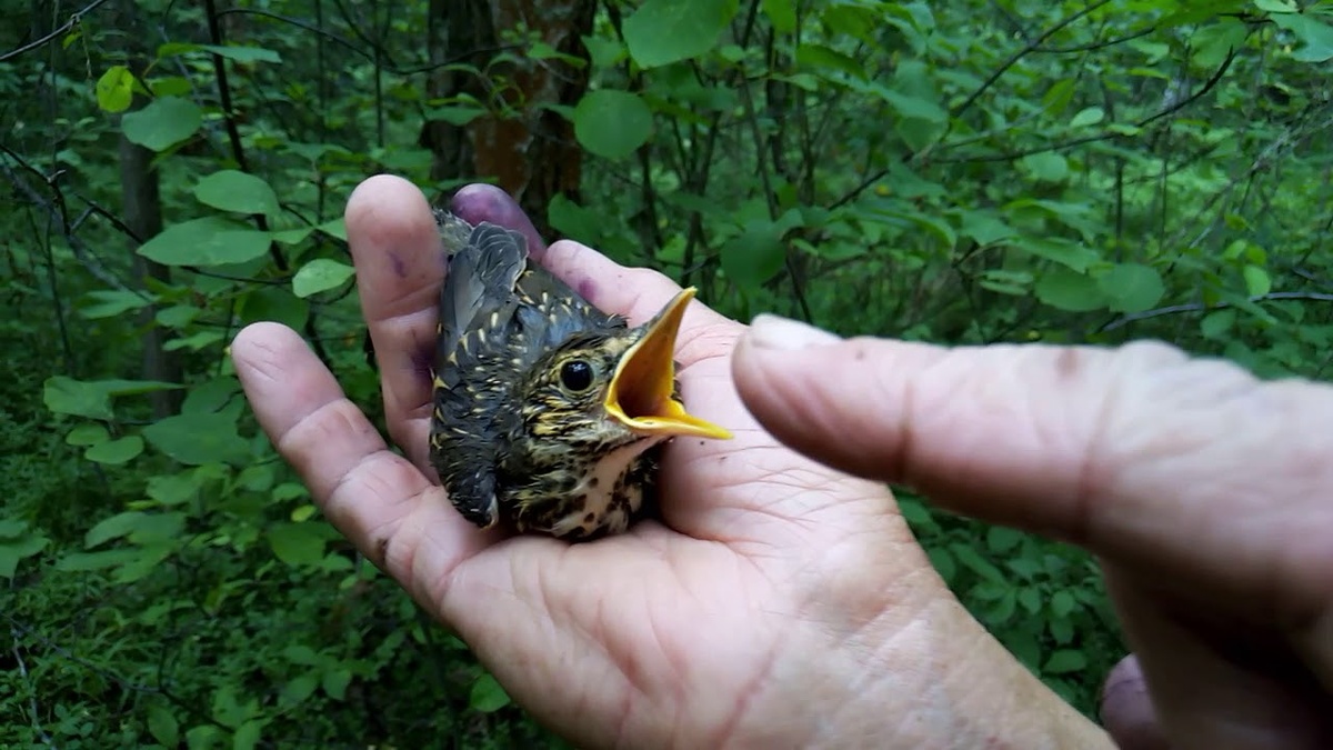 Положи откуда взял, и никто не пострадает!