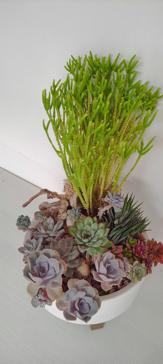 Цветочная композиция из суккулентов. Сентябрь 2025 год
