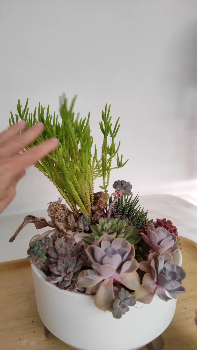 Крассула ложноплауновидная 