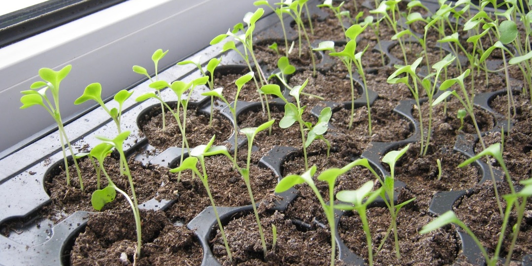 Подробный посевной календарь на МАРТ 2026 года