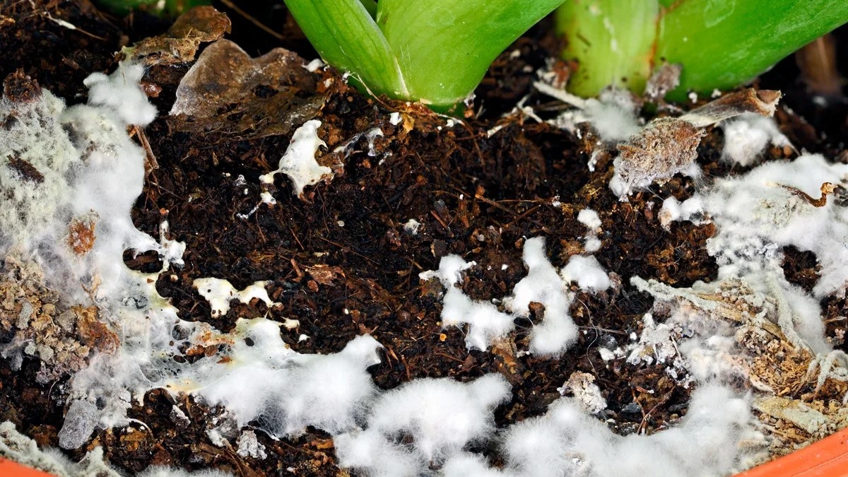 Плесень на земле в горшке: почему она появилась в марте и чем опасна