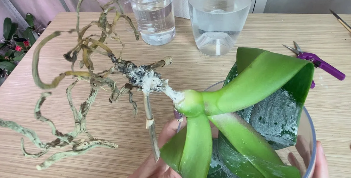 «Замучила» корневая гниль: как спасти орхидею или фиалку без химии