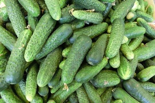    Названы последствия возможного прекращения поставок огурцов из Ирана (фото: pxhere.com)
