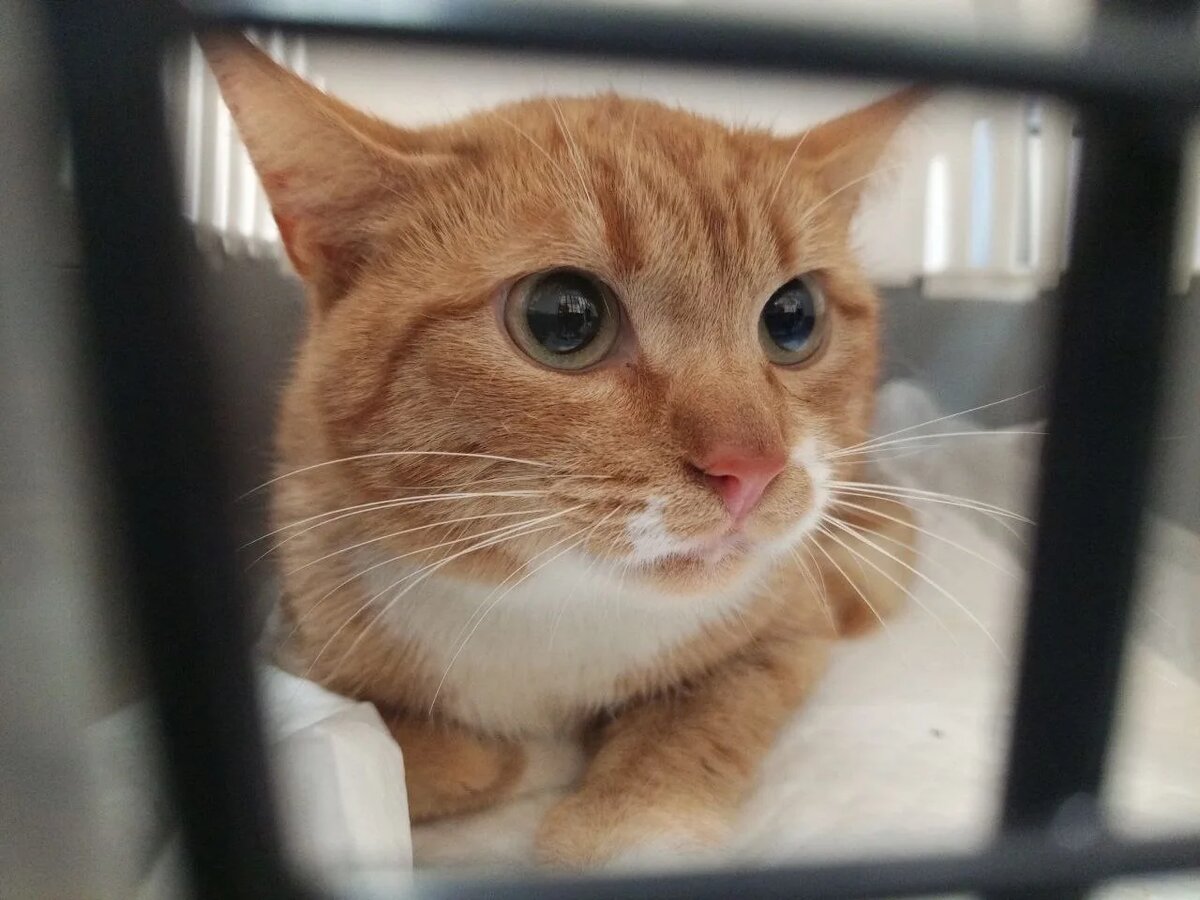 Я уже не понмю, был ли я домашним, но очень хочу таким стать