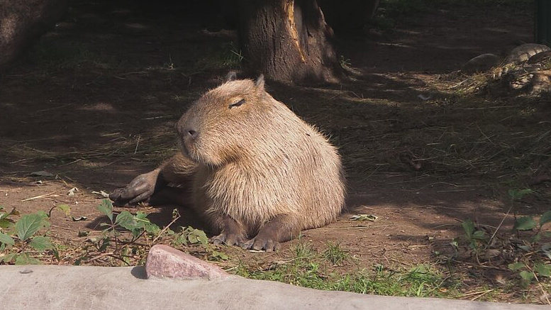    Капибара Московский зоопарк АГН