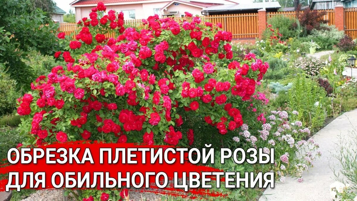 Ошибка новичка: почему нельзя обрезать плетистые розы весной и что будет