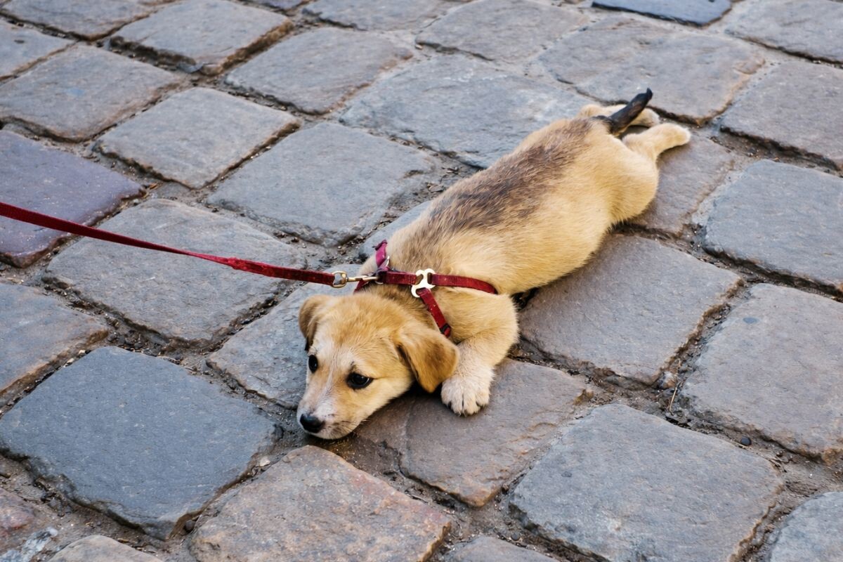 Собака быстро устаёт на прогулке