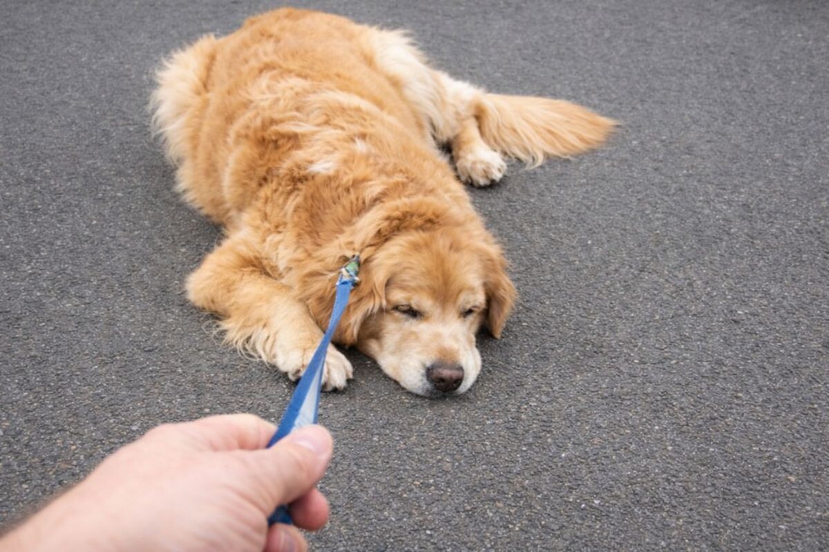 Почему собака быстро устаёт на прогулке