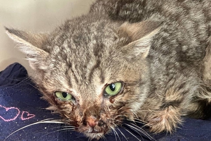 Волонтеры из Ростовской области пытаются помочь котенку с гниющей челюстью из-за травмы